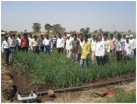 Bhima Kiran Onion Variety