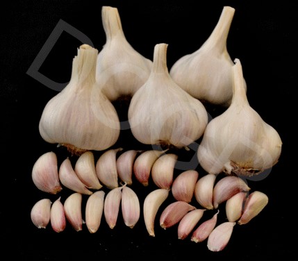 Bhima Purple garlic