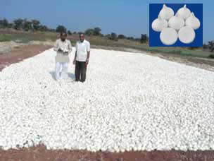 Bhima Shubhra white onions
