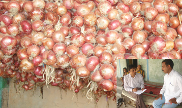 Farmer with onion harvest